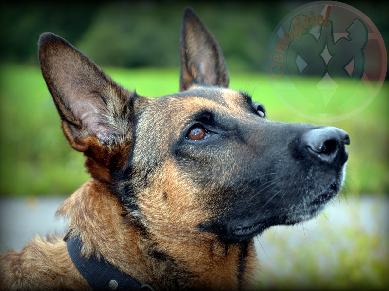 Anubis
