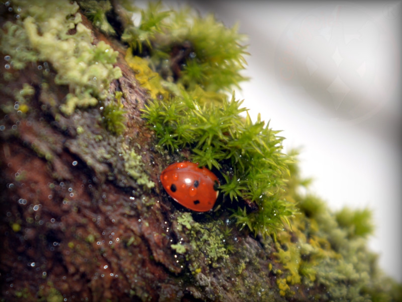 Coccinelle