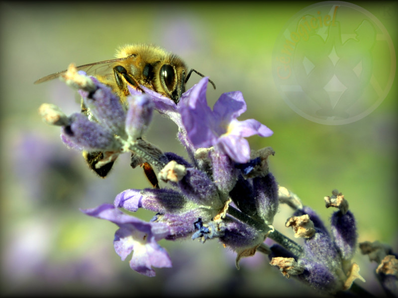 Abeille