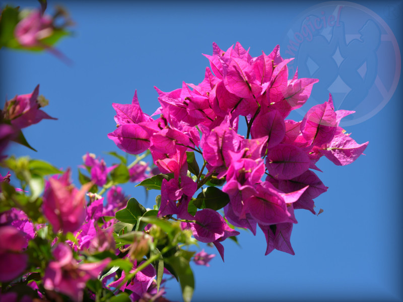 Bougainvillier
