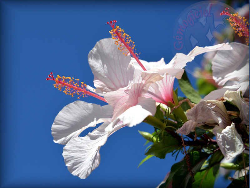 Hibiscus