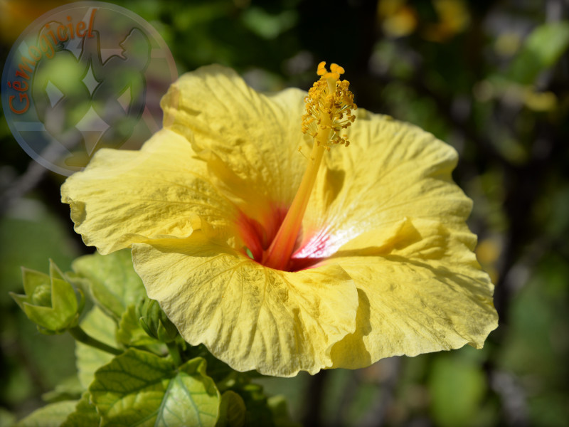 Hibiscus