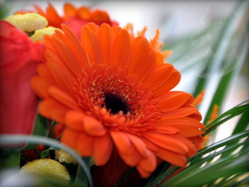 Gerbera